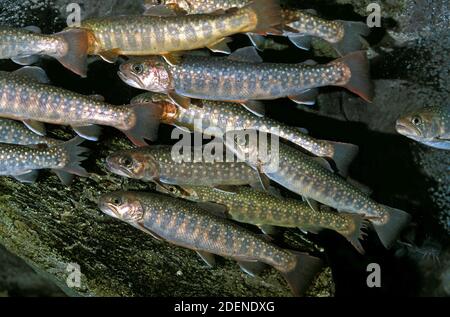 White Spotted Char, salvelinus leucomaenis Stock Photo