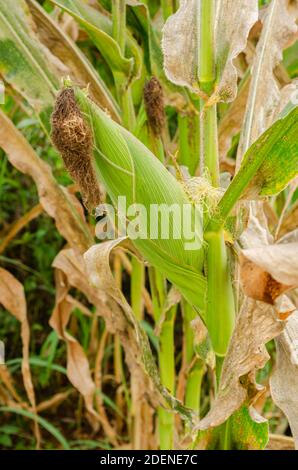Green Corn On Tree Stock Photo