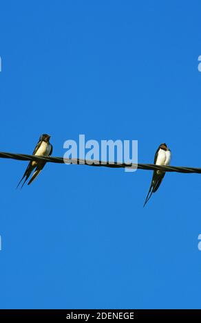 Barn Swallow, hirundo rustica, Adults standing on Electricity Cable , Normandy in France Stock Photo