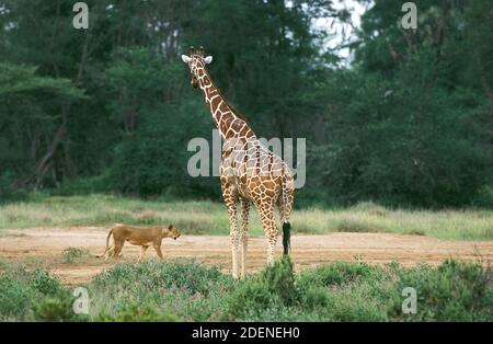 Reticulated Giraffe, giraffa camelopardalis reticulata, with a Lion, panthera leo, Samburu Park in Kenya Stock Photo