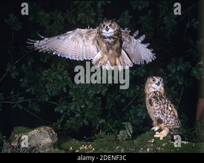 European Eagle Owl, bubo bubo, Adult in Flight Stock Photo