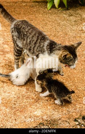Kittens Reaching To Feed From Mother Cat Stock Photo