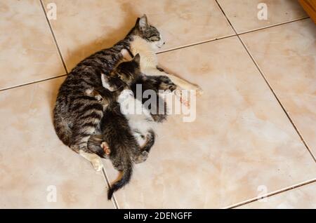 Kittens Feeding Stock Photo