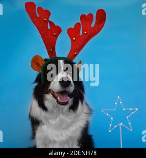 Happy Border Collie with Reindeer Antlers Smiles Isolated on Blue. Black and White Dog and Christmas Mood. Stock Photo