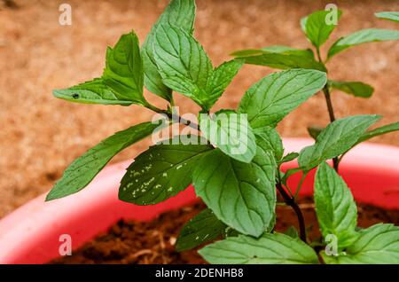 A Branch Of Black Mint Stock Photo