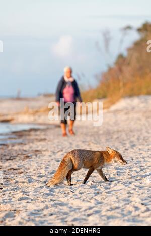 Urban red fox (Vulpes vulpes) tolerating humans / people while foraging on the beach along the coast Stock Photo