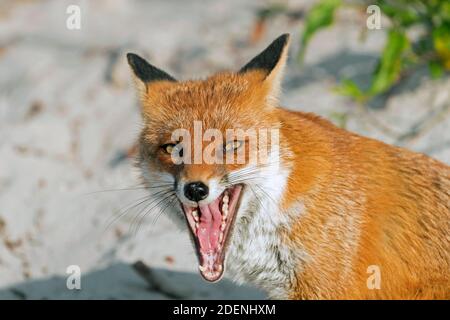 Red fox (Vulpes vulpes) close up of head showing teeth in open mouth while yawning on the beach Stock Photo