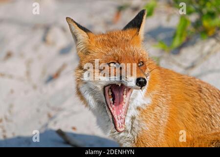 Red fox (Vulpes vulpes) close up of head showing teeth in open mouth while yawning on the beach Stock Photo