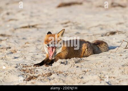 Red fox (Vulpes vulpes) showing teeth in open mouth while yawning on sandy beach Stock Photo