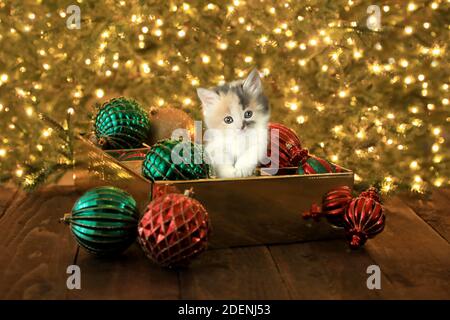 Cute Curious Kitten in an Ornament Box For Christmas Stock Photo