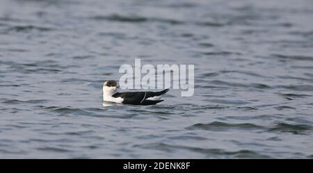 Razorbill, Lesser auk, Alca torda, swimming Stock Photo