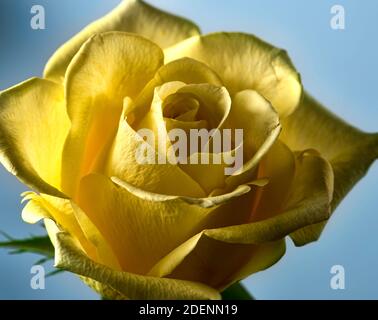 Close up of yellow rose on a soft blue background Stock Photo