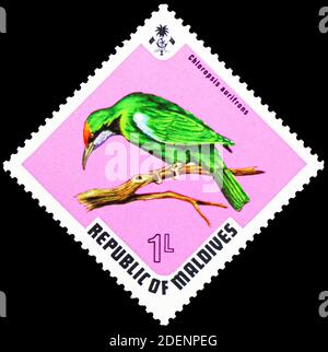 MOSCOW, RUSSIA - JUNE 28, 2020: Postage stamp printed in Maldives shows Golden-fronted Leafbird (Chloropsis aurifrons), Fauna (1960) serie, circa 1973 Stock Photo