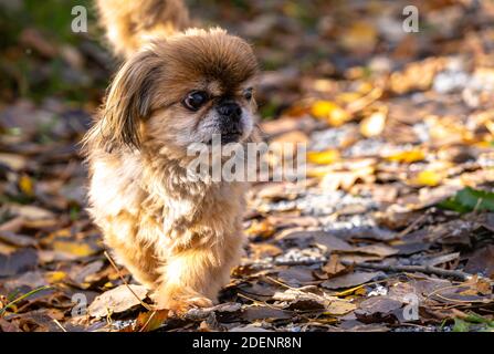 golden old Pekinese lady walking through the autumnal forest Stock Photo