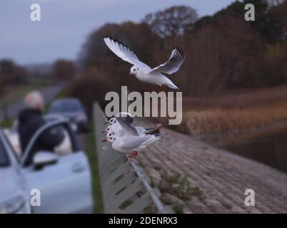 Black Headed Gulls lined up on a railing with one overhead waiting to land Stock Photo