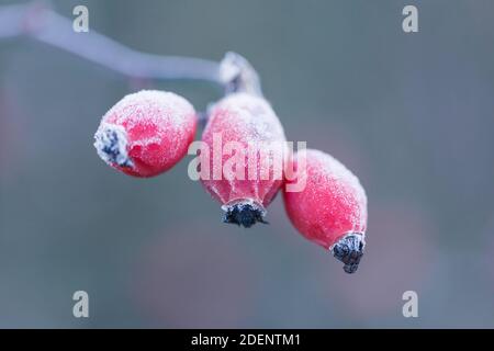 Frost laced bright red rose hips on a beautiful winter's day Stock Photo