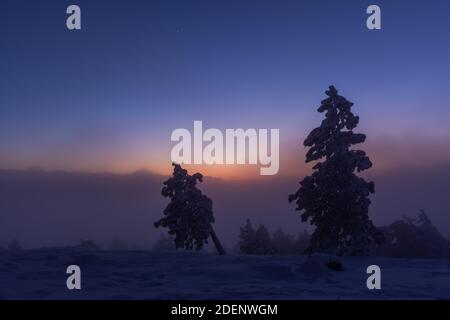 Snow-covered fir trees against the blue evening sky. Winter night landscape. Beautiful glow after sunset. The concept of winter cold and cold.Fog and Stock Photo