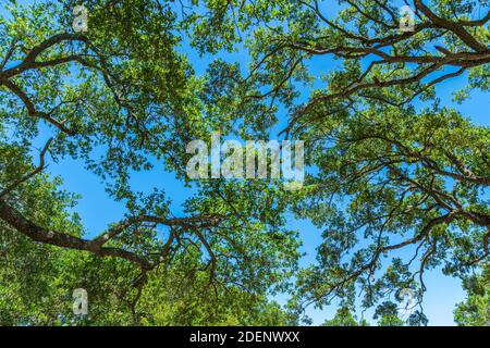 Southern live oak tree branches (Quercus virginiana) against blue sky - Topeekeegee Yugnee (TY) Park, Hollywood, Florida, USA Stock Photo