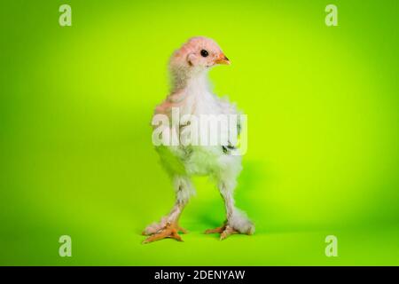 Young adolescent light Brahma chicken farm hen portrait Stock Photo