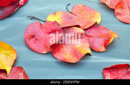 autumn composition of red leaves coming out of an elegant sheet of white tissue paper Stock Photo