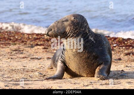 Atlantics Seal hauled out laying on the beach in the sunshine. Stock Photo