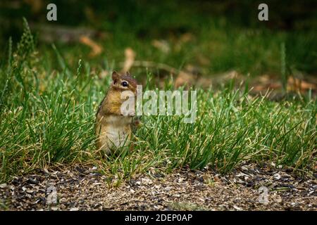 North American chipmunk exploring the yard early spring and eating fallen bird seed Stock Photo