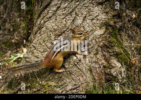 North American chipmunk exploring the yard early spring Stock Photo