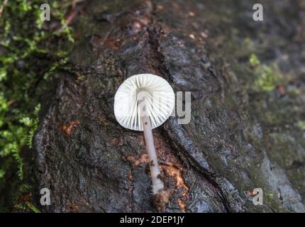 Fungus - White Milking Bonnet (Trametes gibbosa) Stock Photo