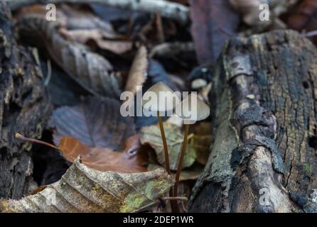 Fungus - Saffrondrop Bonnet (Mycena crocata) showing the yellow staining on the cap Stock Photo