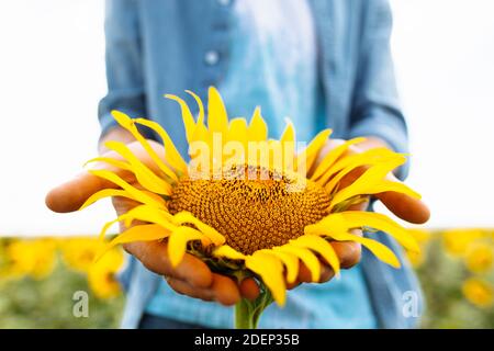 Big beautiful sunflower in hand, close-up, man holding a sunflower against the bright sun Stock Photo