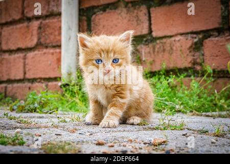 Beautiful little red kitten with blue eyes in street background. Portrait of tabby cat. Street cat and lifestyle concept. Cat looking the camera.