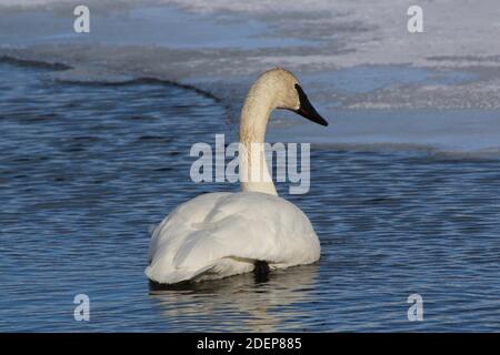 A trumpeter swan swims on a frozen lake in the National Elk Refuge outside Jackson, Wyoming. Trumpeter swans are the largest of North American waterfowl and have a wing span of 7 feet. Stock Photo