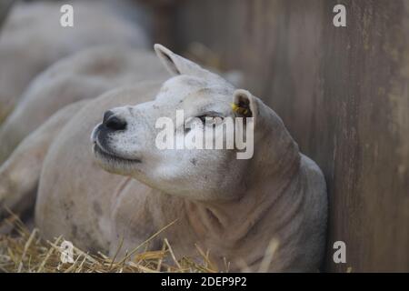 Sheep lying down Stock Photo