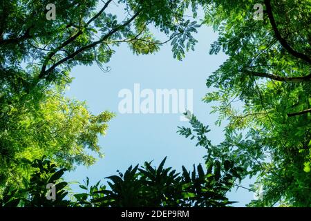 The blue sky between the stalks and leaves of many different trees Stock Photo