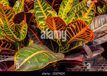 Closeup variegated foliage croton petra plant colored red and green Stock Photo