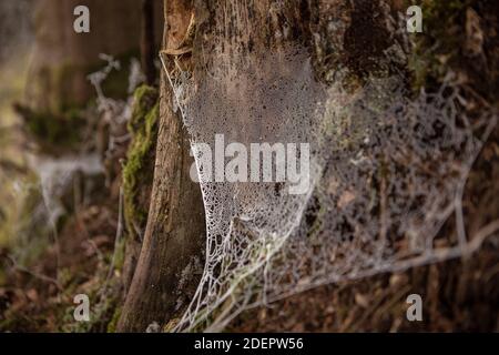 Frozen spiderweb in the forest close-up. Autumn in forest, atmospheric background. Detail, close up of tree trunk with cobweb. Halloween. Stock Photo