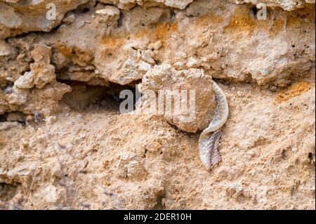 Close image of moulted snake skin left on stone Stock Photo