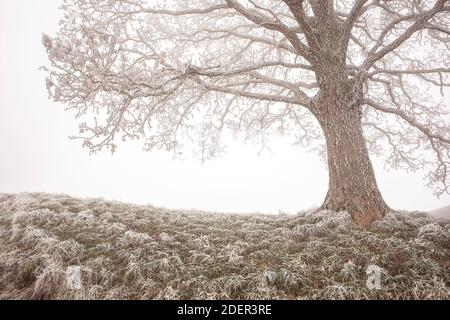 Lonley tree in the mist close-up. Foggy landscape with tree silhouette. Big oak tree with hoar frost on branches. Frozen, cold weather. Stock Photo