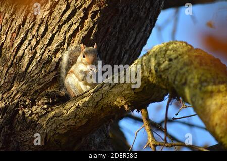 The grey squirrel is common wildlife encounter in central London parks. Introduced from North America it replaced the native red rodents across the UK Stock Photo