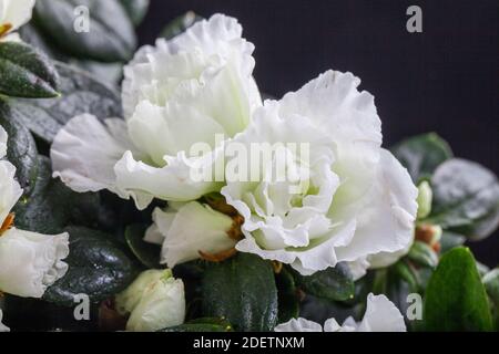 Azalea, Fönsterazalea (Rhododendron simsii) Stock Photo