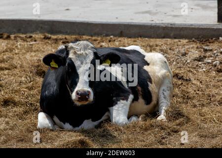 Livestock farm. Close-up. A black-and-white cow lies in a pasture on hay prepared among other cows. Milk's farm. Stock Photo