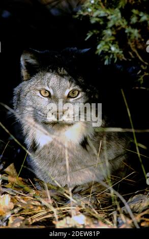 Canada lynx (Lynx canadensis) - captive - NW Montana Stock Photo