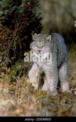 Canada lynx (Lynx canadensis) - captive - NW Montana Stock Photo