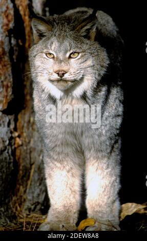 Canada lynx (Lynx canadensis) - captive - NW Montana Stock Photo