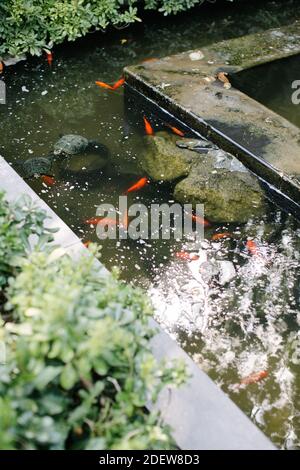 Orange fish and water turtles. They swim in their pond in the forest. Stock Photo