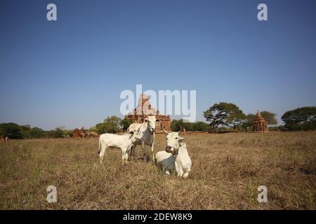 the sacred cows rest in the field in front of the temple. Stock Photo