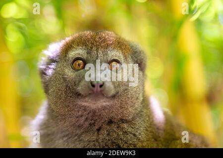 A bamboo lemur sits on a branch and watches the visitors to the national park. Stock Photo
