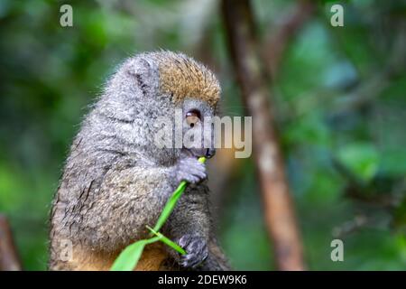 One bamboo lemur with a blade of grass on a branch Stock Photo