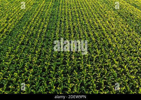 Low altitude aerial photo of rows of maize plant. Agriculture background Stock Photo