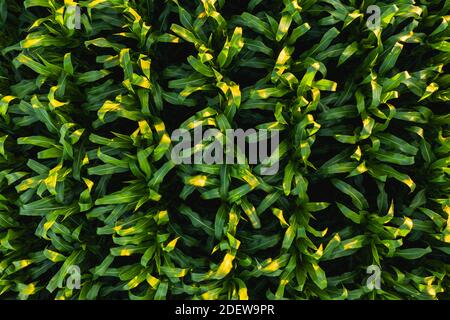 Low altitude aerial photo of rows of maize plant. Agriculture background Stock Photo